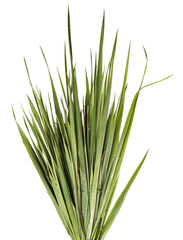 A bunch of green grass on an isolated white background. Close-up.