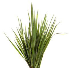 Fototapeta premium A bunch of green grass on an isolated white background. Close-up.