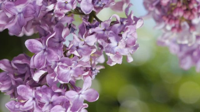 closeup pan of lilac blossom flower blowing in the wind
