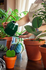 The woman waters a flower. Hands in a shot. Collection of home flowers and succulent plants in different pots.