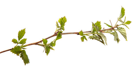 Raspberry branch with green leaves, isolate. Young raspberry bush sprouts on an isolated white background.