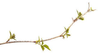 Raspberry branch with green leaves, isolate. Young raspberry bush sprouts on an isolated white background.
