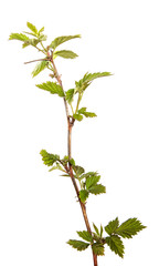 Raspberry branch with green leaves, isolate. Young raspberry bush sprouts on an isolated white background.