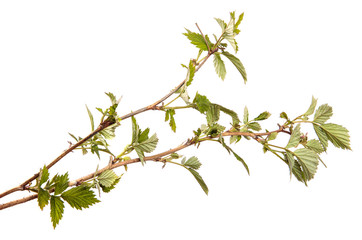 Raspberry branch with green leaves, isolate. Young raspberry bush sprouts on an isolated white background.