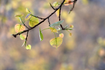 The young leaves of the Bodhi tree in Bodh Gaya, India