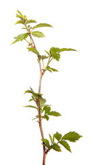 Raspberry branch with green leaves, isolate. Young raspberry bush sprouts on an isolated white background. - 346374552