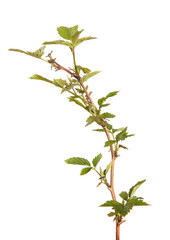 Raspberry branch with green leaves, isolate. Young raspberry bush sprouts on an isolated white background.