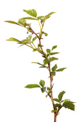 Raspberry branch with green leaves, isolate. Young raspberry bush sprouts on an isolated white background. - 346374568