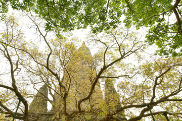 Fototapeta premium Bodhi tree at Chedi in Bodh Gaya, India
