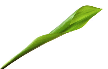 Fototapeta premium Lily of the valley flower leaves on an isolated white background. Close-up.may-lily