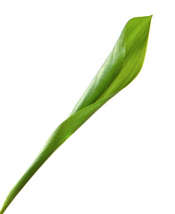 Lily of the valley flower leaves on an isolated white background. Close-up.may-lily