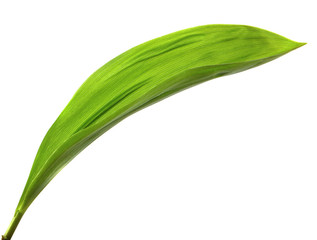 Lily of the valley flower leaves on an isolated white background. Close-up.may-lily