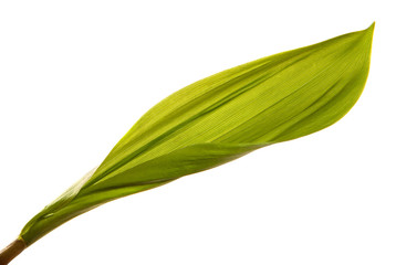 Lily of the valley flower leaves on an isolated white background. Close-up.may-lily