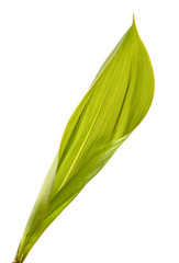 Lily of the valley flower leaves on an isolated white background. Close-up.may-lily