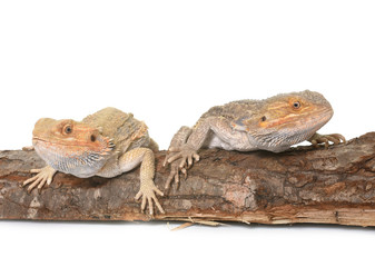 bearded dragons in studio