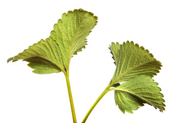 Strawberry bush leaves on an isolated white background. Close-up.
