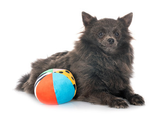Obraz premium puppy pomeranian in studio