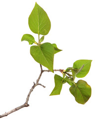 Lilac branches with green leaves on an isolated white background. Close-up.