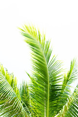 Detail of palm trees leaf in the wind for summer background
