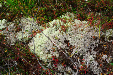 Colourful moss in the autumn forest