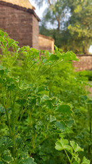Fototapeta na wymiar Green plant in the garden