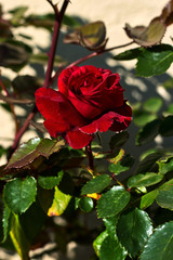 Beautiful red rose with green leaves