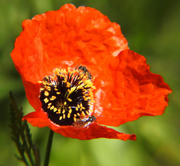 Beautiful red poppy with dew drops. Macro shot.