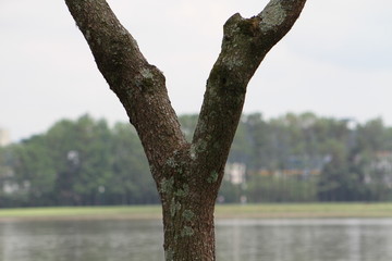 tree in the park