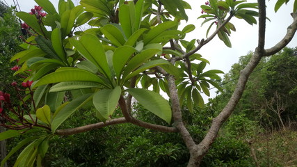 green, leaf, tree, nature, plant, leaves, branch, garden, spring, flora, summer, forest, agriculture, bush, natural, fresh, growth, farm, landscape, white, flower, foliage, food, botany, herb