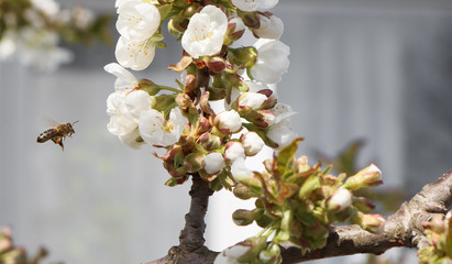 A bee flies on a cherry flower.