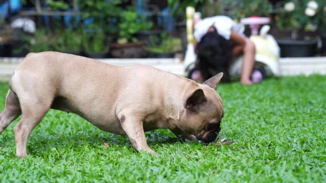 French bulldog fighting with snake to protect her owner from the danger.