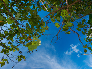 looking up at Indian almond tree in a tropical beach (Khao Lak, Phang Nga, Thailand)