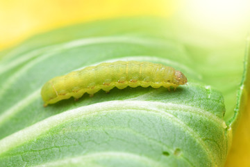 Cabbage Worm or Caterpillar on Vegetable plants.