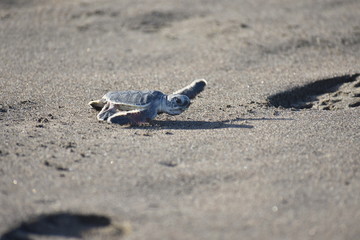 Tortuguita bebe
