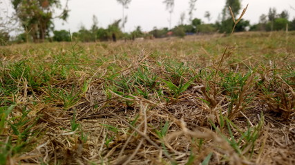 grass, green, field, nature, plant, spring, summer, meadow, agriculture, growth, wheat, lawn, farm, garden, sky, natural, fresh, growing, rural, outdoors, herb, environment, landscape, close-up, leaf