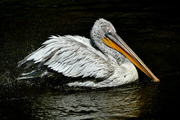 Dalmatian pelican (Pelecanus crispus)