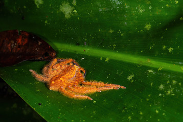 huntsman spider - Heteropoda davidbowie, beautiful large orange spider from Southeast Asian forests and woodlands, Mutiara Taman Negara, Malaysia.