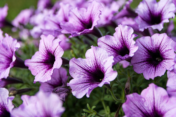 purple flowers in the garden