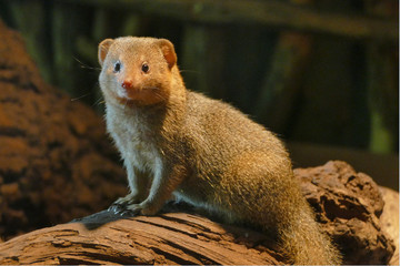 Common dwarf mongoose (Helogale parvula)