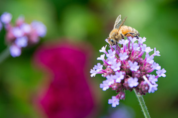 bee on purple flower