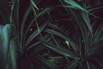 Tropikalne rośliny, zbliżenie ładne naturalne ciemne tło.