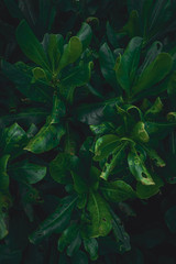 Tropikalne ciemne rośliny, ciekawe tło z liści. - obrazy, fototapety, plakaty