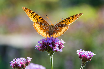 fritillary butterfly on top of purpletop flower
