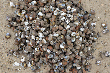 pebbles on the beach