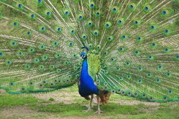 Naklejka premium Male peacock of peafowl displaying his long colourful train with eyespots (ocelli)