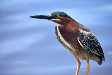 Garza pescadora