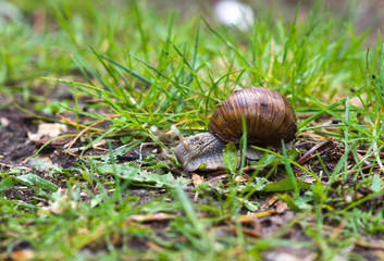Big snail
