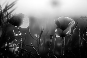 Poppy in the field at dawn  Black & White - 346384913