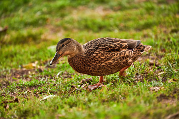 A duck walks along the shore. A wild duck walks on the grass on the lake shore.