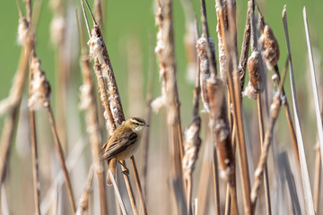 small song bird Sedge warbler (Acrocephalus schoenobaenus) sitting on the reeds. Little songbird in the natural habitat. Spring time. Czech Republic, Europe wildlife
